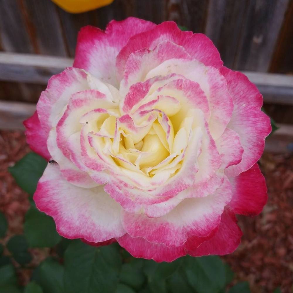 Meet your Posher, Billie